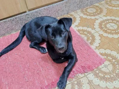 Cachorro raça SRD-ViraLata idade 2 a 6 meses nome Neguinho