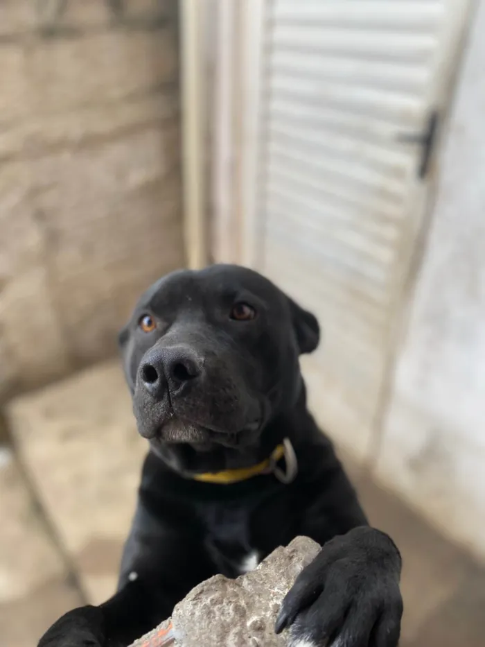 Cachorro ra a Pit-Bull idade 1 ano nome Pele 