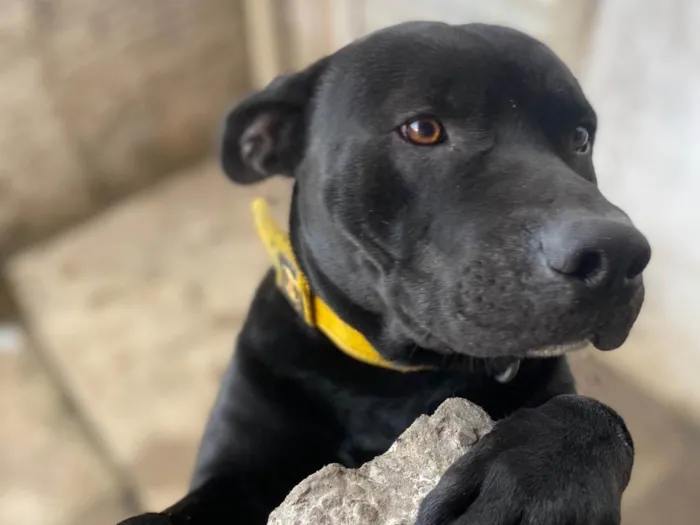 Cachorro ra a Pit-Bull idade 1 ano nome Pele 