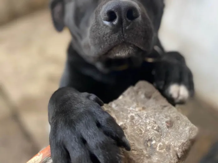 Cachorro ra a Pit-Bull idade 1 ano nome Pele 