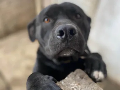 Cachorro raça Pit-Bull idade 1 ano nome Pele 