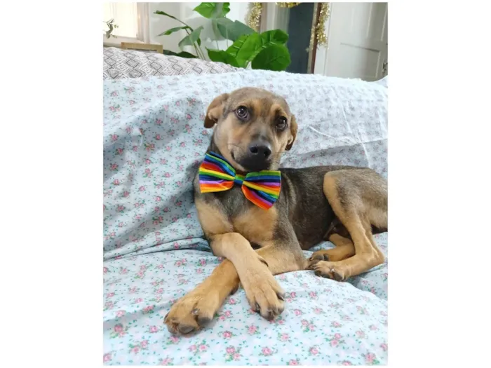 Cachorro ra a SRD-ViraLata idade 7 a 11 meses nome Bento