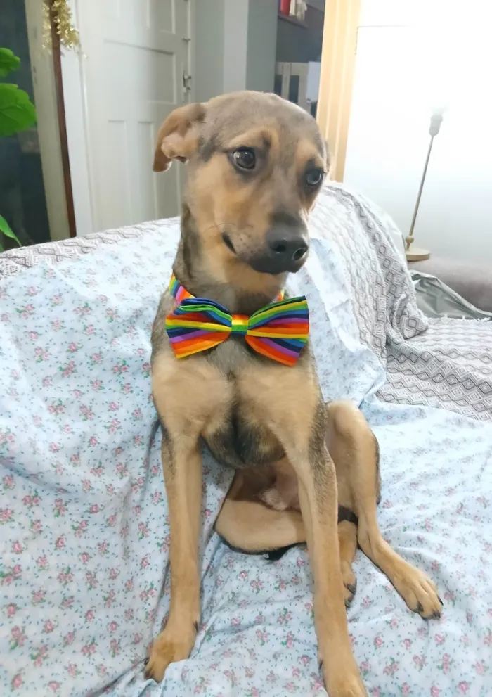 Cachorro ra a SRD-ViraLata idade 7 a 11 meses nome Bento