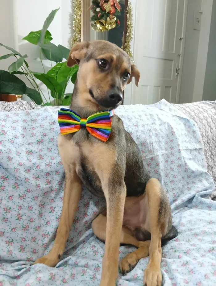 Cachorro ra a SRD-ViraLata idade 7 a 11 meses nome Bento