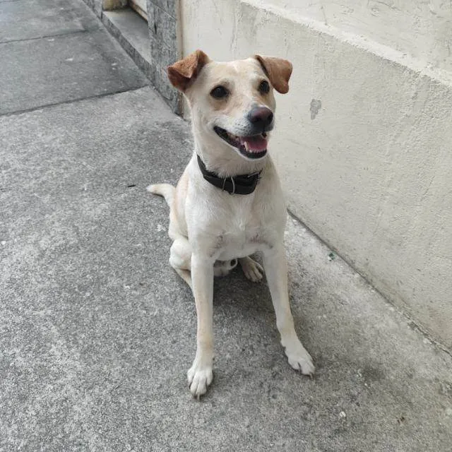 Cachorro ra a SRD-ViraLata idade 2 anos nome Romeu 