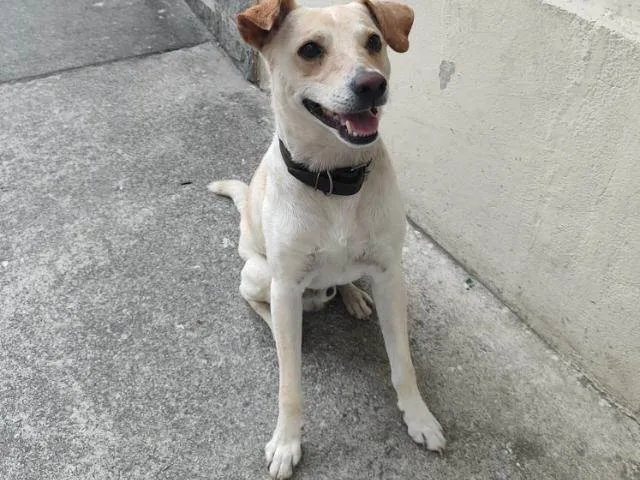Cachorro raça SRD-ViraLata idade 2 anos nome Romeu 