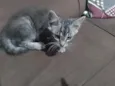 Gato ra a SRD-ViraLata idade Abaixo de 2 meses nome Sem nome