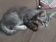 Gato ra a SRD-ViraLata idade Abaixo de 2 meses nome Sem nome