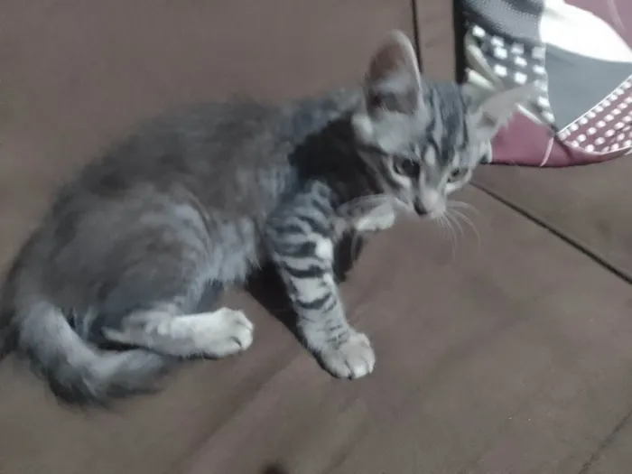 Gato ra a SRD-ViraLata idade Abaixo de 2 meses nome Sem nome