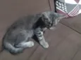 Gato ra a SRD-ViraLata idade Abaixo de 2 meses nome Sem nome