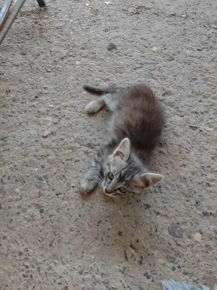 Gato ra a SRD-ViraLata idade Abaixo de 2 meses nome Sem nome