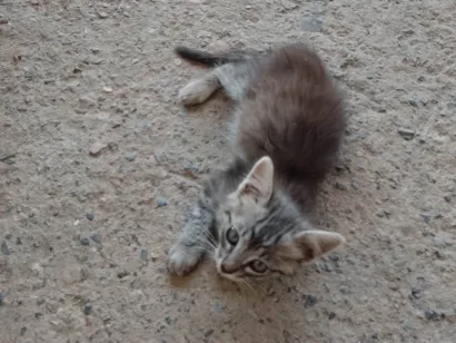 Gato raça SRD-ViraLata idade Abaixo de 2 meses nome Sem nome