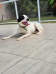 Cachorro ra a SRD-ViraLata idade 3 anos nome Romeu 