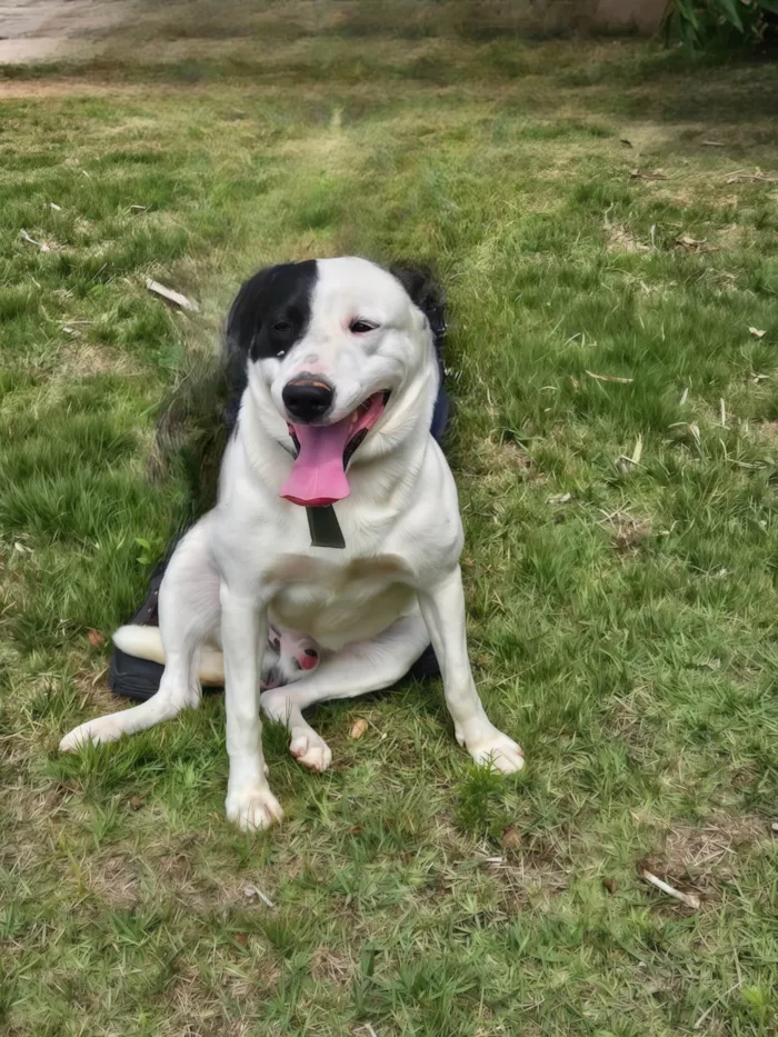Cachorro ra a SRD-ViraLata idade 3 anos nome Romeu 