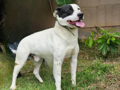 Cachorro raça SRD-ViraLata idade 3 anos nome Romeu 