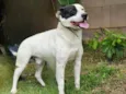 Cachorro ra a SRD-ViraLata idade 3 anos nome Romeu 