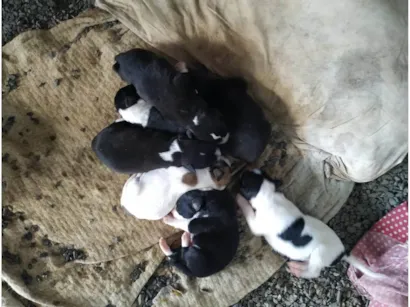 Cachorro raça SRD-ViraLata idade 2 a 6 meses nome Cachorro 