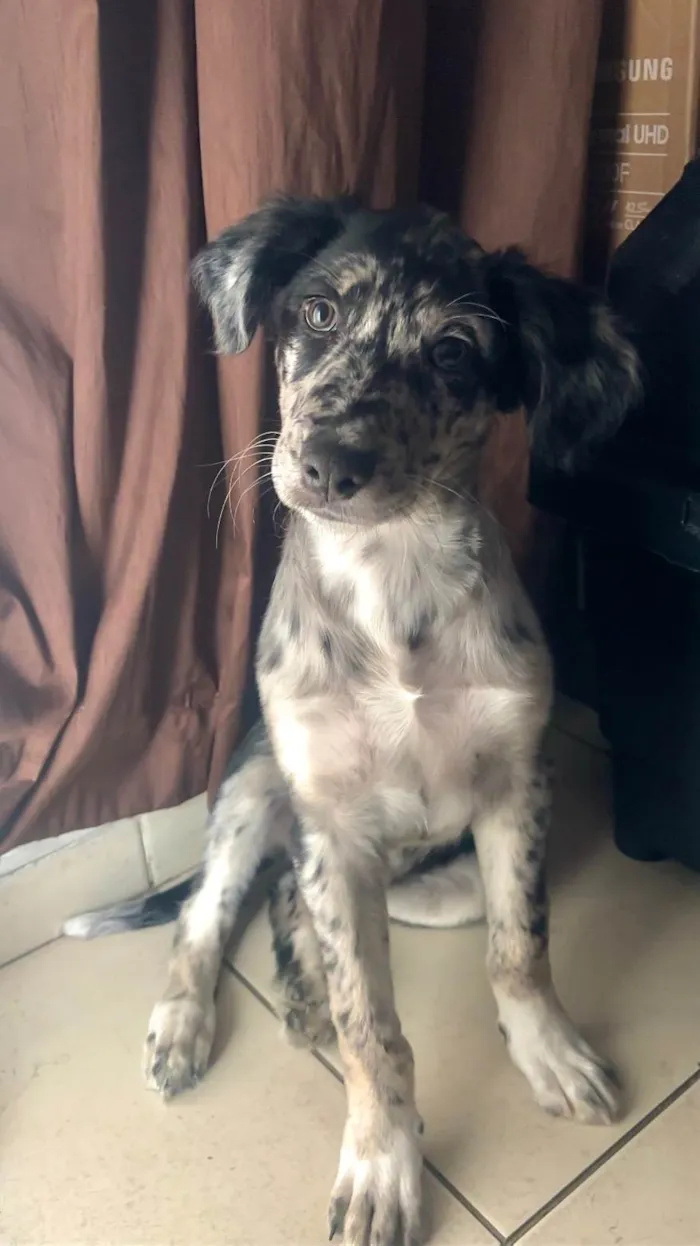 Cachorro ra a SRD-ViraLata idade 2 a 6 meses nome Toy