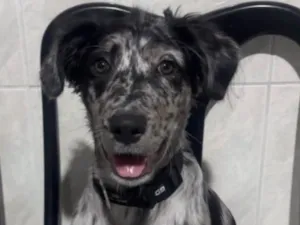 Cachorro raça SRD-ViraLata idade 2 a 6 meses nome Toy