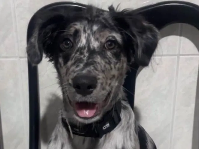 Cachorro ra a SRD-ViraLata idade 2 a 6 meses nome Toy