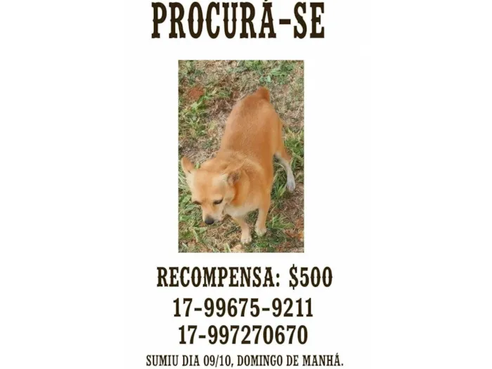 Cachorro ra a Pinscher idade 6 ou mais anos nome Xuxinha 