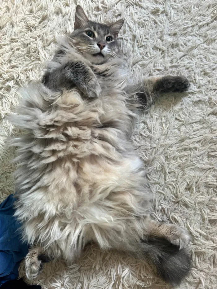 Gato ra a SRD-ViraLata idade 5 anos nome Ozy