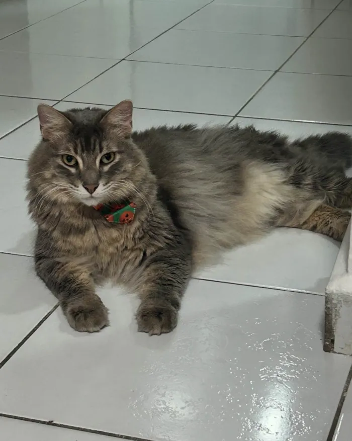 Gato ra a SRD-ViraLata idade 5 anos nome Ozy