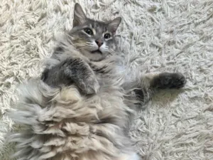 Gato ra a SRD-ViraLata idade 5 anos nome Ozy