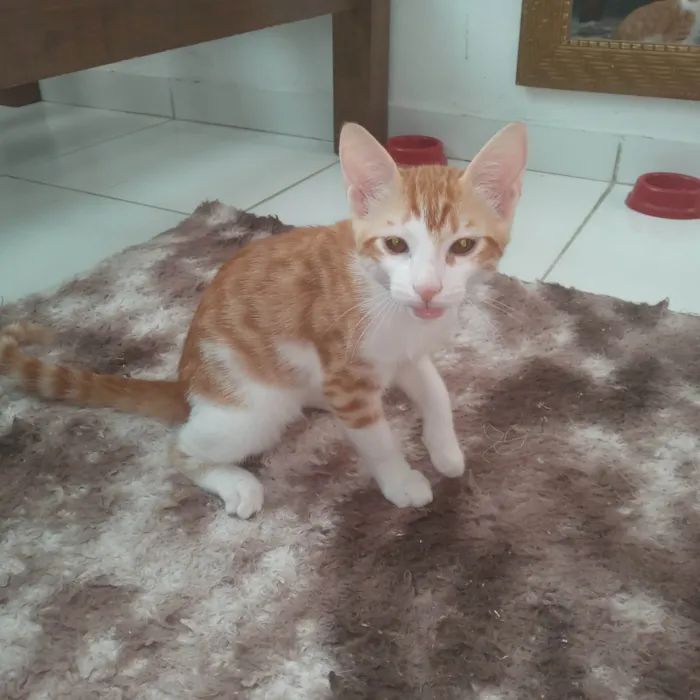 Gato ra a SRD-ViraLata idade 2 a 6 meses nome Mostarda