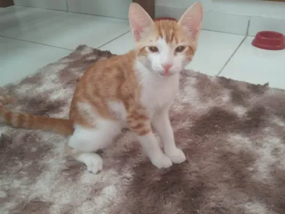 Gato raça SRD-ViraLata idade 2 a 6 meses nome Mostarda