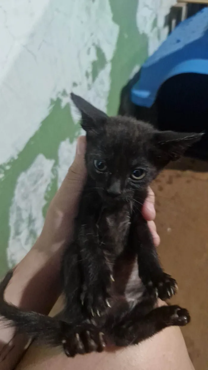 Gato ra a SRD-ViraLata idade 2 a 6 meses nome Sem nome