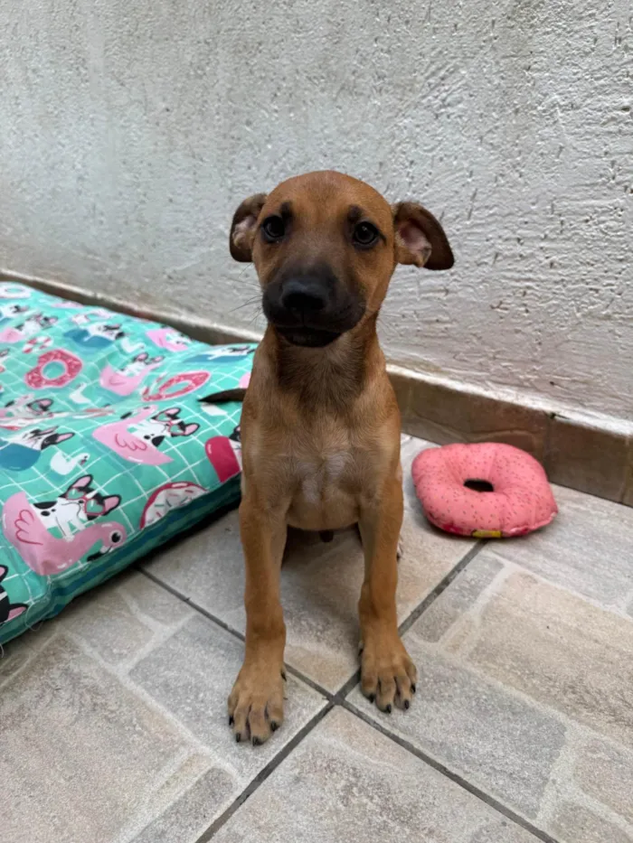 Cachorro ra a SRD-ViraLata idade 2 a 6 meses nome Lully 