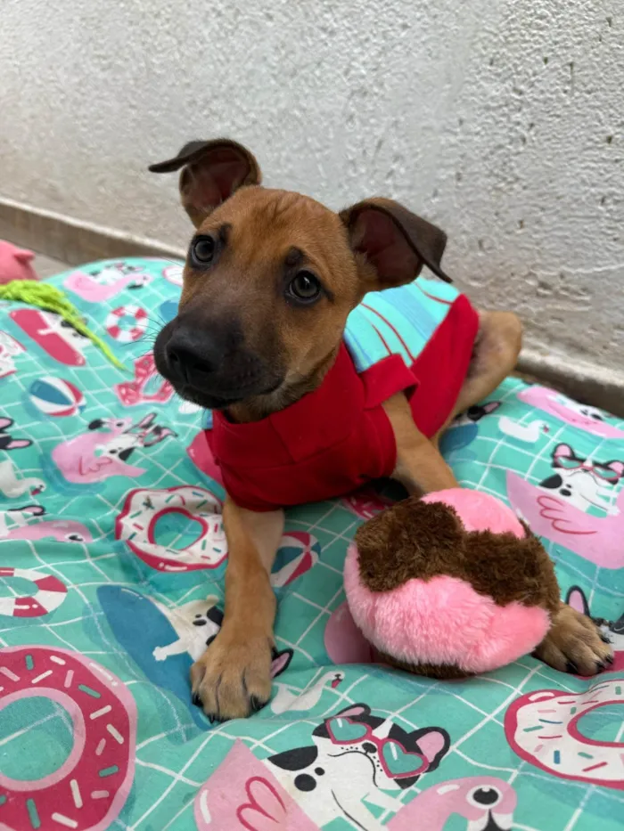 Cachorro ra a SRD-ViraLata idade 2 a 6 meses nome Lully 