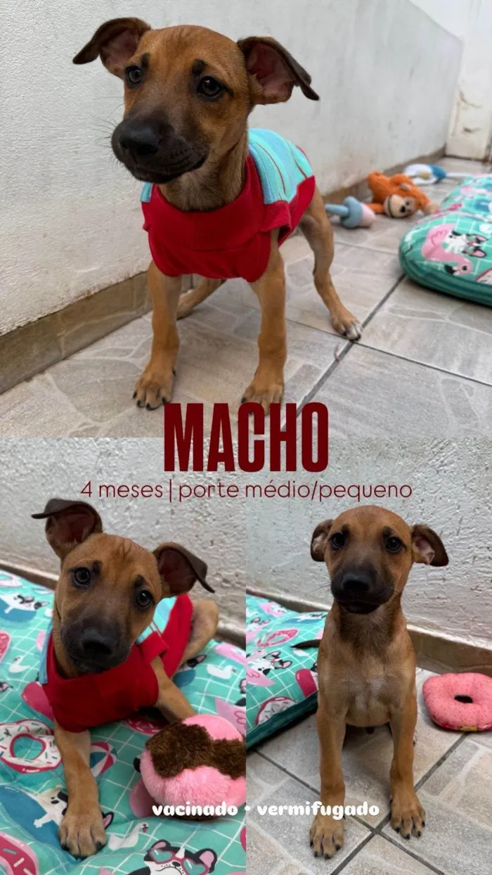 Cachorro ra a SRD-ViraLata idade 2 a 6 meses nome Lully 