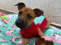 Cachorro ra a SRD-ViraLata idade 2 a 6 meses nome Lully 