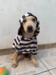 Cachorro ra a SRD-ViraLata idade 2 a 6 meses nome Bonno