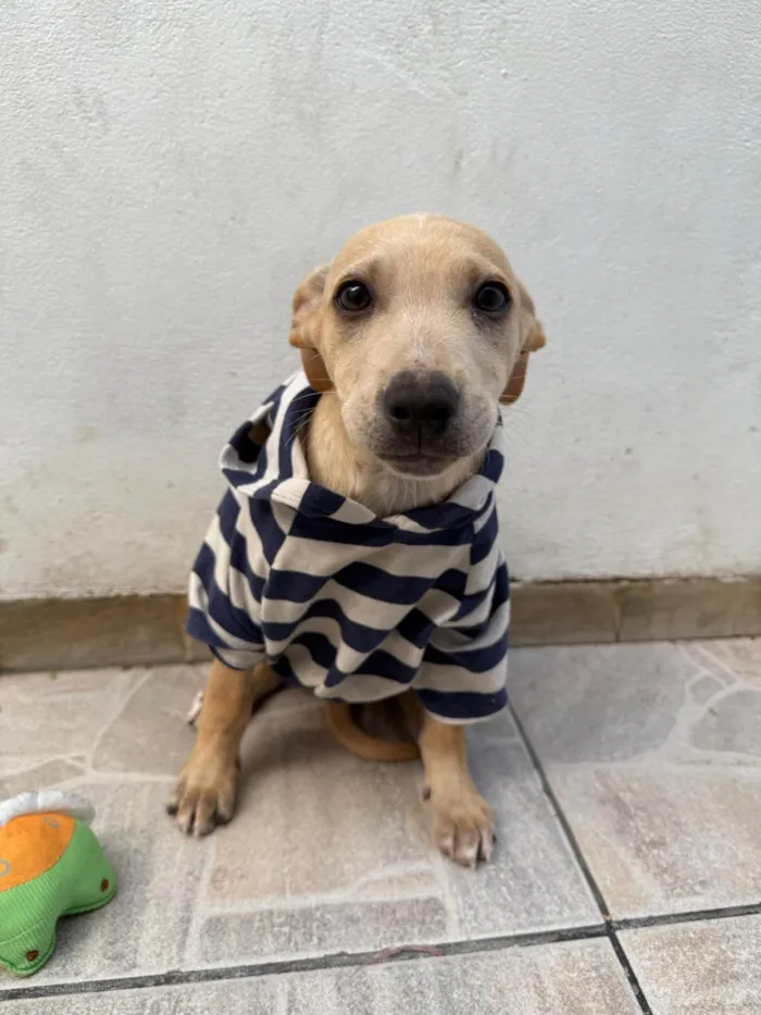 Cachorro ra a SRD-ViraLata idade 2 a 6 meses nome Bonno