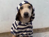 Cachorro raça SRD-ViraLata idade 2 a 6 meses nome Bonno