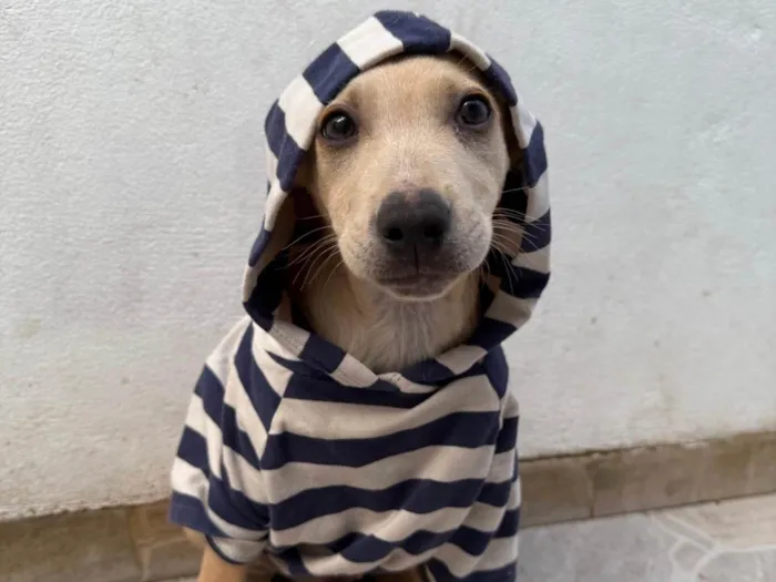 Cachorro ra a SRD-ViraLata idade 2 a 6 meses nome Bonno