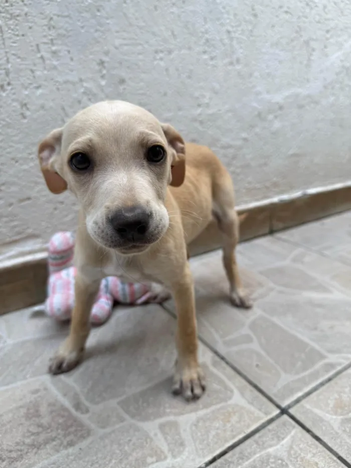 Cachorro ra a SRD-ViraLata idade 2 a 6 meses nome Bucky