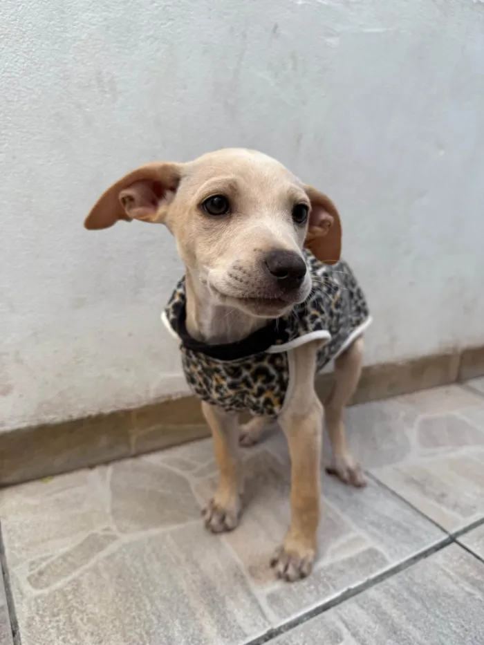 Cachorro ra a SRD-ViraLata idade 2 a 6 meses nome Bucky