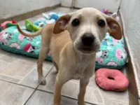 Cachorro ra a SRD-ViraLata idade 2 a 6 meses nome Bucky