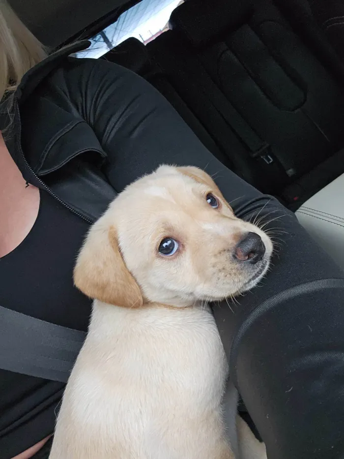 Cachorro raça SRD-ViraLata idade Abaixo de 2 meses nome Ainda não tem nome