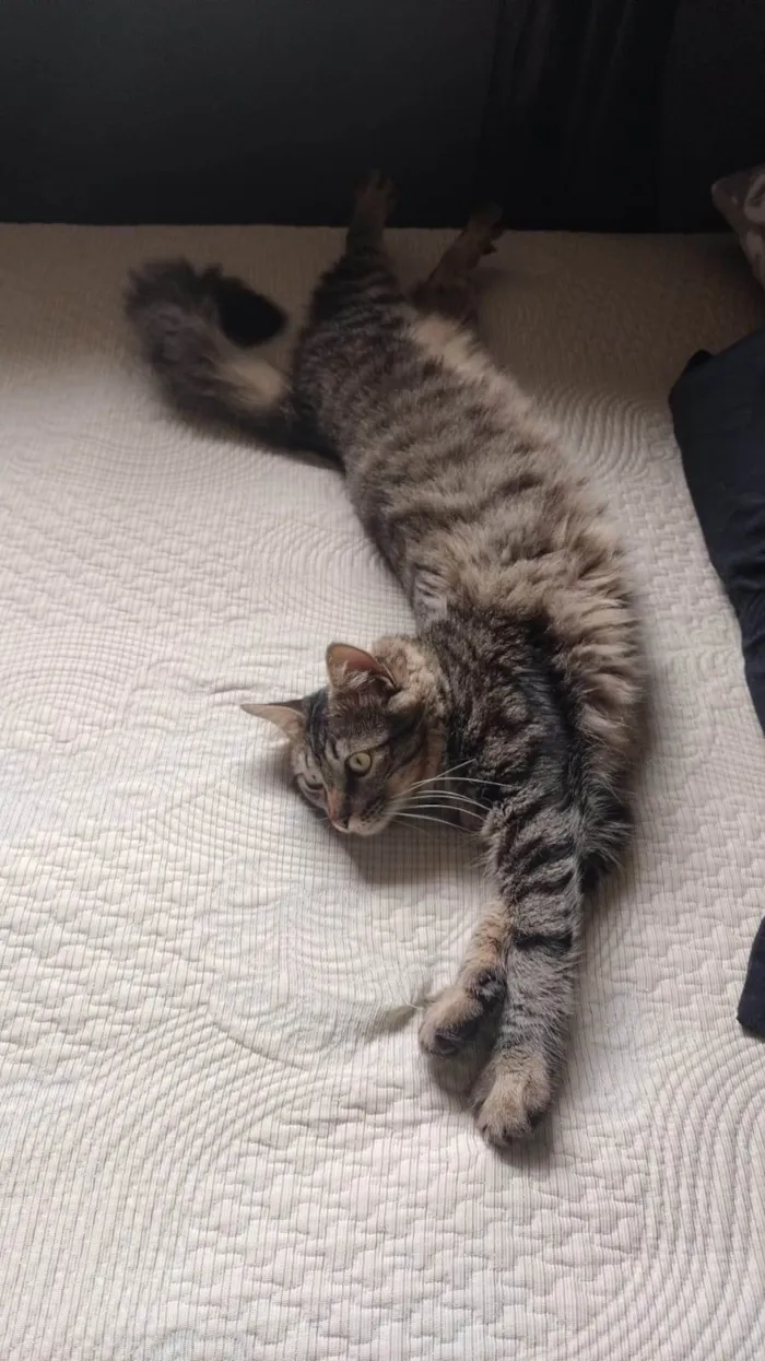 Gato ra a SRD-ViraLata idade 7 a 11 meses nome Bob 