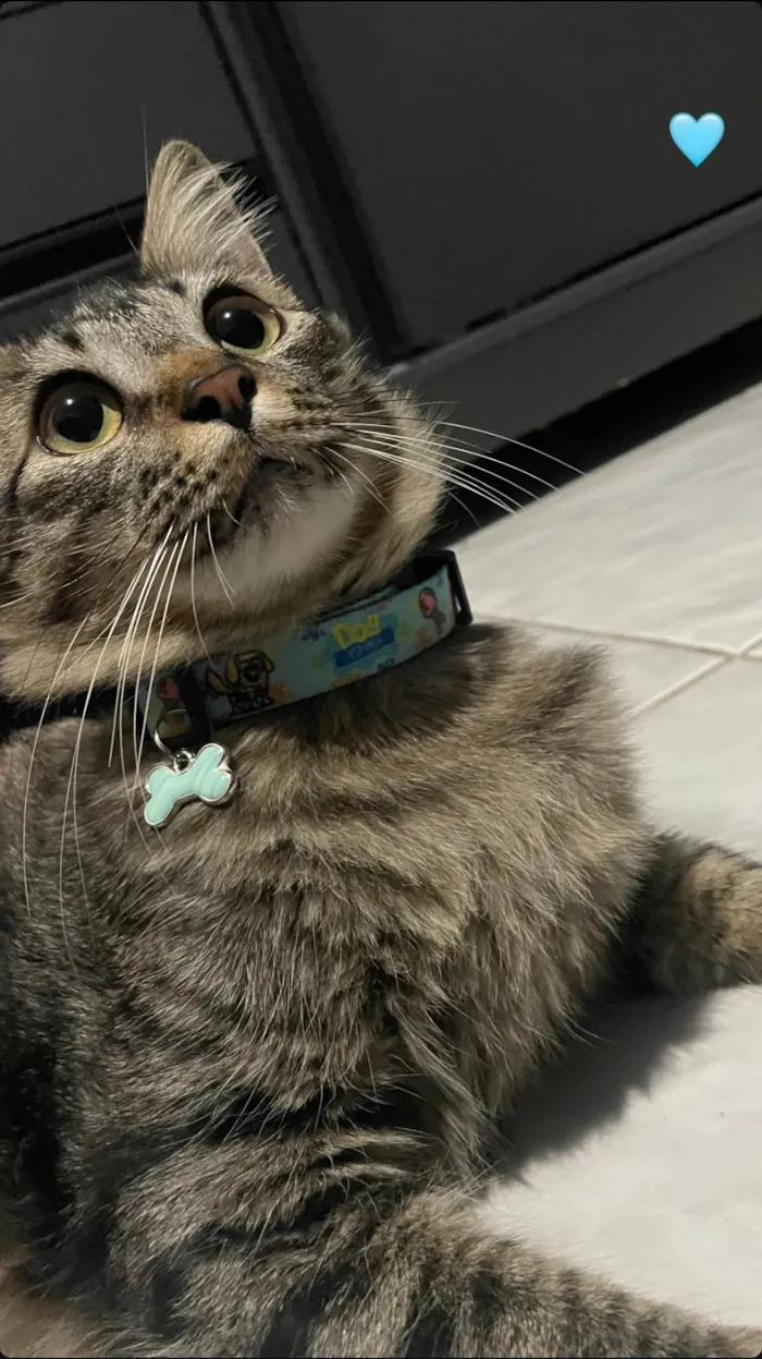 Gato ra a SRD-ViraLata idade 7 a 11 meses nome Bob 