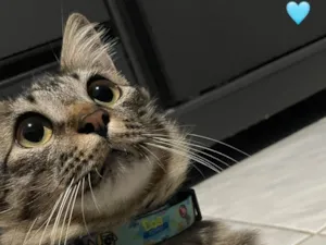 Gato ra a SRD-ViraLata idade 7 a 11 meses nome Bob 