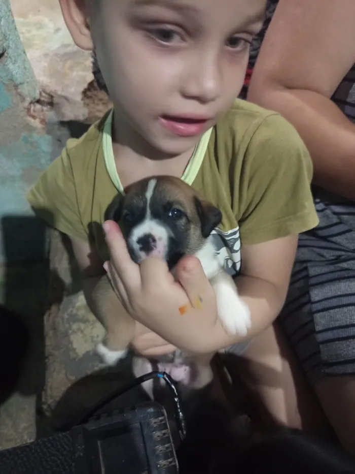 Cachorro ra a SRD-ViraLata idade Abaixo de 2 meses nome Geice