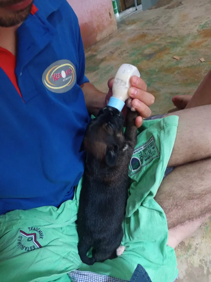 Cachorro ra a SRD-ViraLata idade Abaixo de 2 meses nome Geice