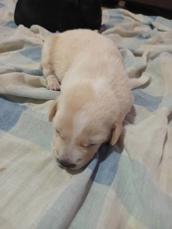 Cachorro ra a SRD-ViraLata idade Abaixo de 2 meses nome Geice