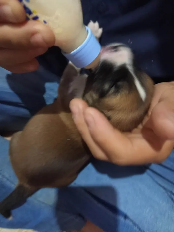 Cachorro ra a SRD-ViraLata idade Abaixo de 2 meses nome Geice